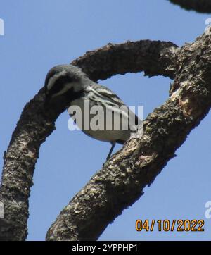 Schwarzkehlchen-Grau-Warbler (Setophaga nigrescens) Stockfoto