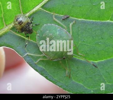 Grüne Kartoffeln Bug (Cuspicona Simplex) Stockfoto