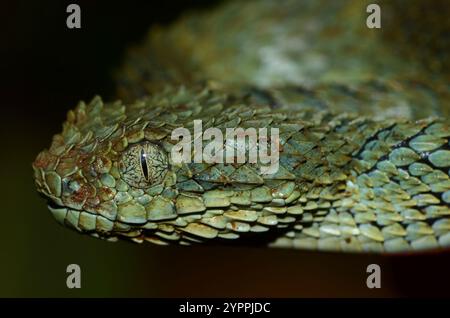 Afrikanische Buschviper (Atheris squamigera) Stockfoto