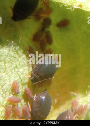 Birnengras-Blattlaus (Melanaphis pyraria) Stockfoto