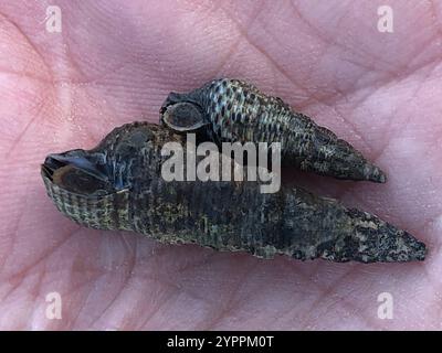 Japanisches falsches Cerith (Batillaria attramentaria) Stockfoto