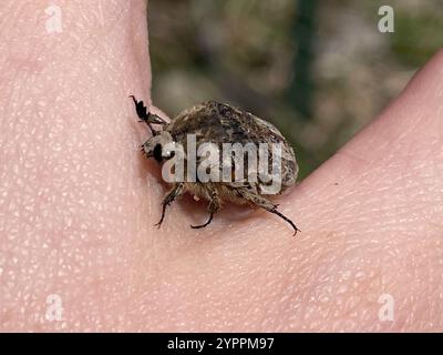Hummeln Flower Beetle (Euphorie inda) Stockfoto