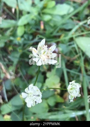 Bayerisches Meisterwort (Astrantia bavarica) Stockfoto