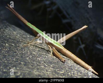 Langhaarige Zahnstocher Grasshopper (Achurum carinatum) Stockfoto