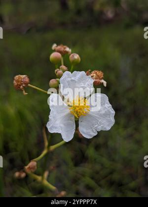 BullZungenpfeilspitze (Sagittaria lancifolia lancifolia) Stockfoto