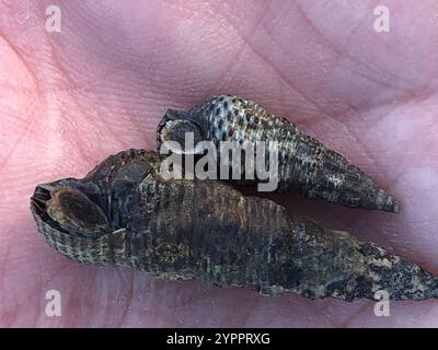 Japanisches falsches Cerith (Batillaria attramentaria) Stockfoto