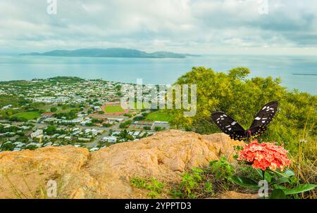 Landschaftlich reizvoll vom Castle Hill mit Blick auf Magnetic Island mit Nahaufnahme eines weiblichen Goliath-Vogelschmetterlings auf einer Ixora-Blume. Stockfoto