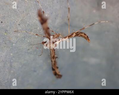 Schöne Plume Moth (Amblyptilia acanthadactyla) Stockfoto