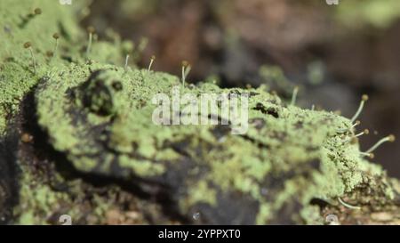 Schwefelstoppelflechte (Chaenotheca furfurfuracea) Stockfoto