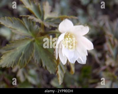 Altaische Anemone (Anemonoides altaica) Stockfoto