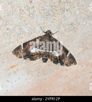 Gefleckte Rüben Webworm Motte (Hymenia perspectalis) Stockfoto