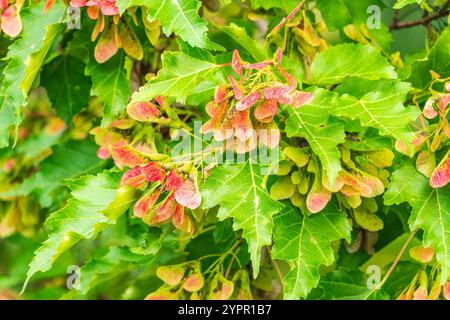 Eine Nahaufnahme der rötlich-rosa reifenden Früchte des Tatarischen Ahorns. Nahaufnahme der Blätter des roten Ahornbaums im Herbst Stockfoto