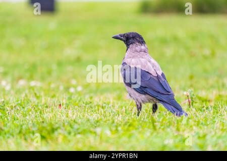 Die Krähe mit Kapuze, corvus cornix, auch Kapuzenpullover genannt, steht im Herbst- oder Frühlingswald auf dem Rasen Stockfoto