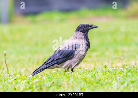 Die Krähe mit Kapuze, corvus cornix, auch Kapuzenpullover genannt, steht im Herbst- oder Frühlingswald auf dem Rasen Stockfoto