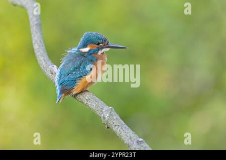 Ein gemeiner Eisvogel (alcedo atthis), der auf einem Ast thront. Stockfoto