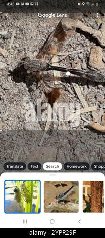 Östliche Bandflügelfliege (Hypocritanus fascipennis) Stockfoto