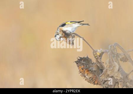 Ein europäischer Goldfink (Carduelis carduelis), der auf einer Sonnenblume thront. Stockfoto