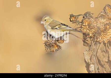 Ein gewöhnlicher Kaffinch (Fringilla coelebs), der von einer Sonnenblume isst. Stockfoto