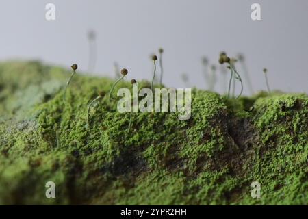 Schwefelstoppelflechte (Chaenotheca furfurfuracea) Stockfoto