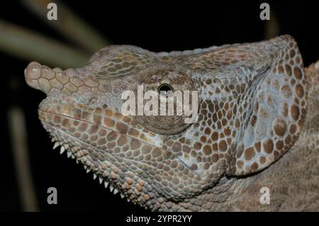 Kurzhornendes Chamäleon (Calumma brevicorne) Stockfoto