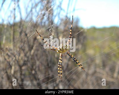 Common Garden Orbweb Spider (Argiope australis) Stockfoto