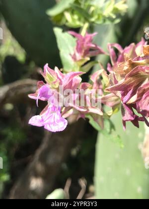 Salbei der Kanarischen Insel (Salvia canariensis) Stockfoto