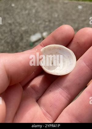 Whitecap Limpet (Acmaea mitra) Stockfoto