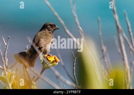 Grassquit mit schwarzem Gesicht (Melanospiza bicolor) Stockfoto