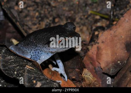 Gepunkteter Wurffrosch (Leptobrachium hendricksoni) Stockfoto