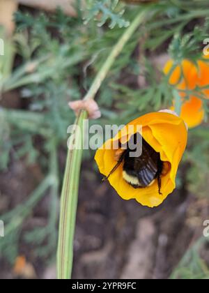 Gelbe Hummel (Bombus vosnesenskii) Stockfoto