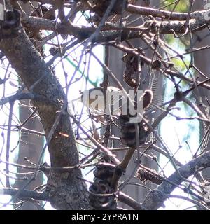 Tasmanischer brauner Thornbill (Acanthiza pusilla diemenensis) Stockfoto