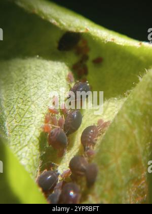 Birnengras-Blattlaus (Melanaphis pyraria) Stockfoto