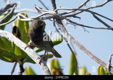 Grassquit mit schwarzem Gesicht (Melanospiza bicolor) Stockfoto