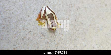 Eleganter Waldbaumfrosch (Dendropsophus elegans) Stockfoto