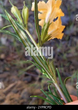 Südbuschaffenblume (Diplacus longiflorus) Stockfoto