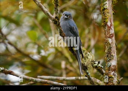 Aschy Drongo Dicrurus leucophaeus grauer Vogel in Dicruridae in Asien, grau, weiße Flecken um das Auge. Borneanische Subspezies Stigmatops hun Stockfoto