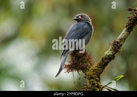 Aschy Drongo Dicrurus leucophaeus grauer Vogel in Dicruridae in Asien, grau, weiße Flecken um das Auge. Borneanische Subspezies Stigmatops hun Stockfoto