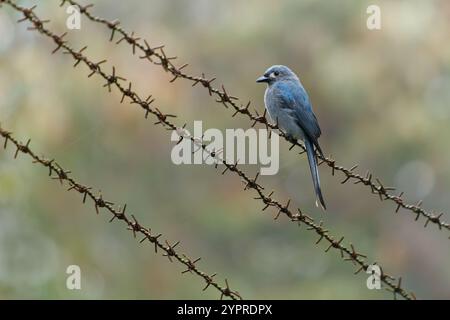 Aschy Drongo Dicrurus leucophaeus grauer Vogel in Dicruridae in Asien, grau, weiße Flecken um das Auge. Borneanische Subspezies Stigmatops hun Stockfoto