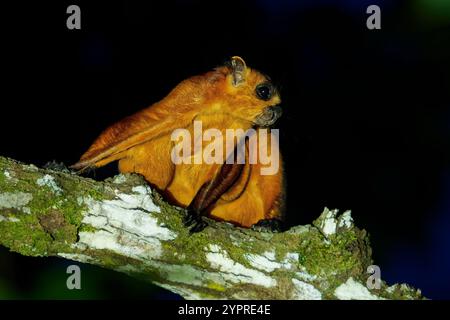 Rotes oder gemeines riesiges fliegendes Eichhörnchen – Petaurista petaurista, Nagetier in Sciuridae, das in Wäldern und Plantagen in Südostasien gefunden wurde, arboreal nachtaktiv Stockfoto