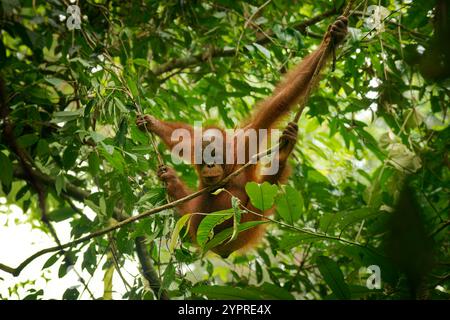 Bornean-Orang-Utan Pongo pygmaeus-Affen, endemisch auf Borneo, mit Sumatra-Orang-Utan (Pongo abelii) und Tapanuli-Orang-Utan (Pongo tapanuliensis) sind hoch Stockfoto