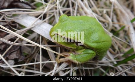 Östlicher Baumfrosch (Hyla orientalis) Stockfoto