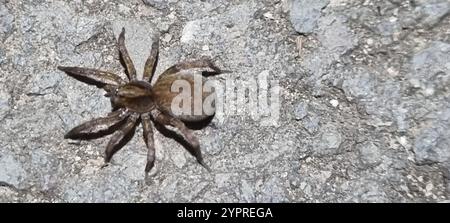 Rustikale Wolfsspinne (Trochosa ruricola) Stockfoto
