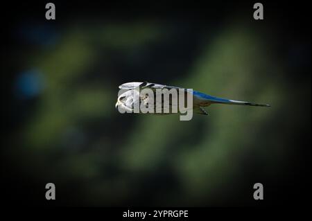Falco Tinnunkulus, auch bekannt als gewöhnlicher Turmfalke, fliegt und jagt. Gewöhnlicher Raubvogel in Tschechien. Isoliert auf unscharfem Hintergrund. Stockfoto