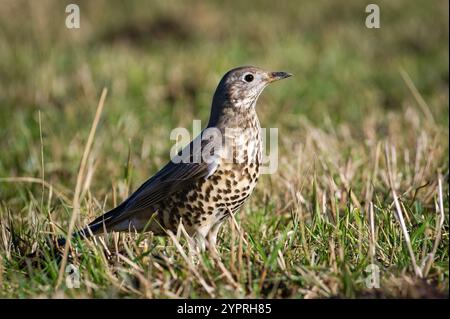 Song Thrush aka Turdus philomelos sucht auf dem Feld nach Würmern. Gemeinsamer europäischer singvogel. Nahaufnahme Porträt. Stockfoto