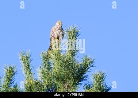 Falco Tinnunkulus, auch bekannt als gewöhnlicher Turmfalke, sitzt auf der Spitze der Kiefer. Gewöhnlicher Raubvogel in Tschechien. Isoliert auf blauem Himmel Hintergrund. Stockfoto