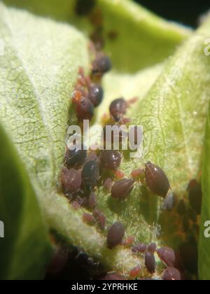 Birnengras-Blattlaus (Melanaphis pyraria) Stockfoto