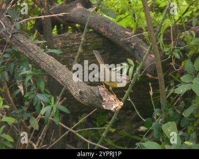 Goldener Warbler (Basileuterus culicivorus) Stockfoto