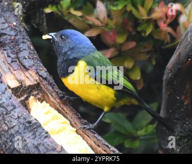 Bergtanager mit schwarzem Oberkörper (Cnemathraupis eximia) Stockfoto