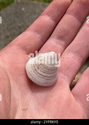 Whitecap Limpet (Acmaea mitra) Stockfoto
