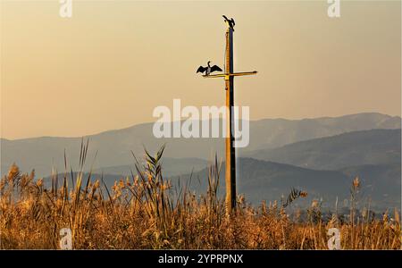 L'Ampolla, Spanien - 30. November 2024 - zwei große Kormorane sitzen im letzten Schein des Sonnenuntergangs Stockfoto